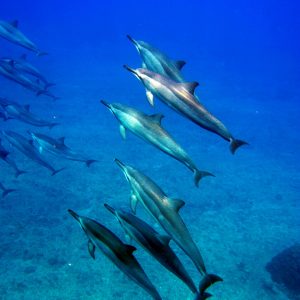 The Healing Gifts of the Dolphins